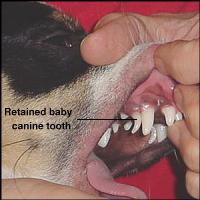 DOG TEETH