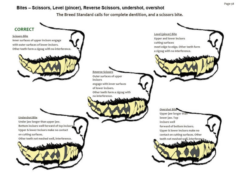 DOG AND PUPPY TEETH TYPES, THE TYPES OF TOOTH OF DOG & PUPPY