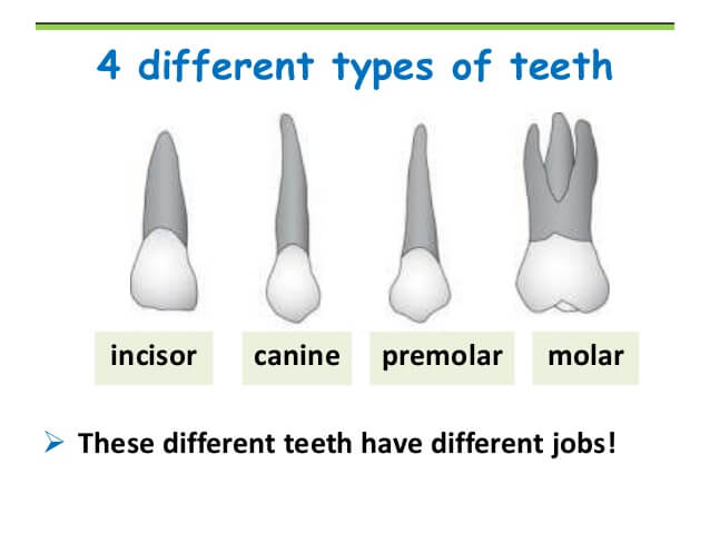 DOG AND PUPPY TEETH TYPES, THE TYPES OF TOOTH OF DOG & PUPPY