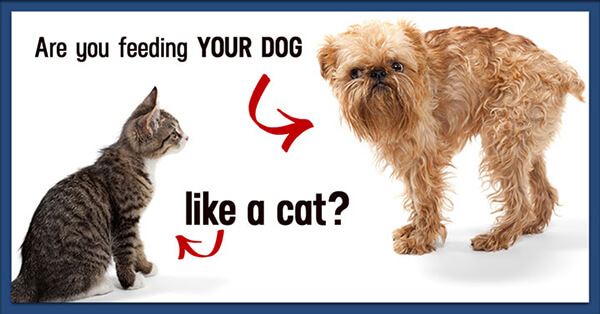 DOG vs CAT √ DOGICA® Who makes a Better Pet? 43 Comics ...