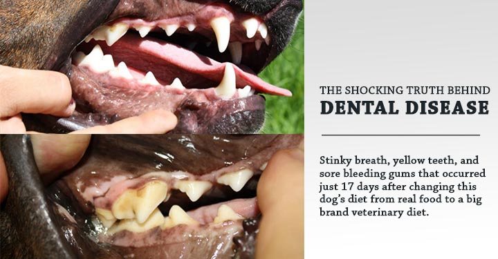 DOG AND PUPPY TEETH CARE and HEALTH