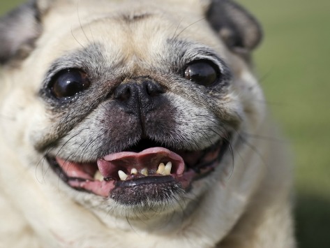 DOG AND PUPPY TEETH TOOTH BRACERS