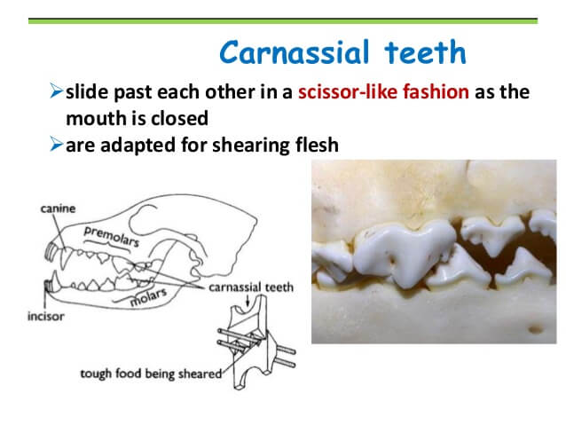 DOG AND PUPPY TEETH TYPES, THE TYPES OF TOOTH OF DOG & PUPPY