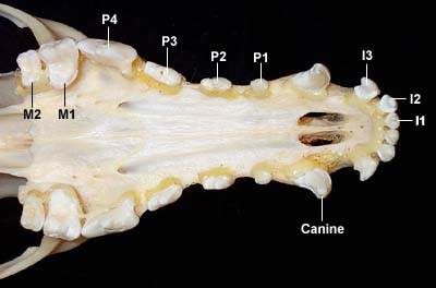 DOG TEETH & JAWS