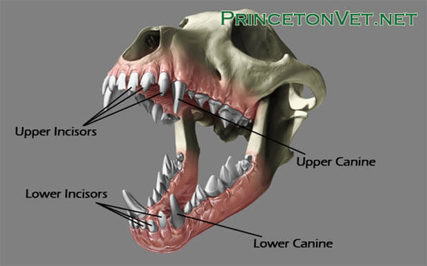 DOG TEETH