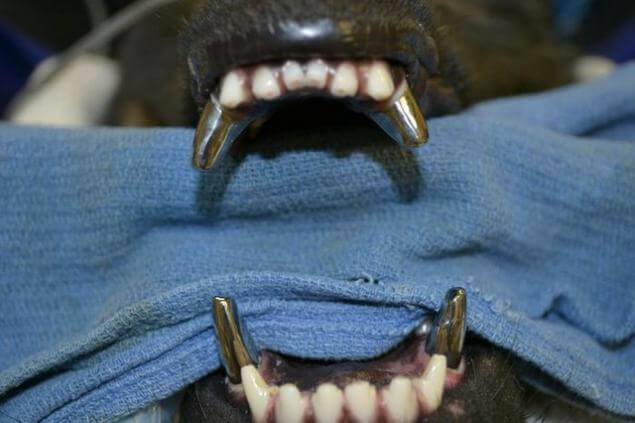 DOG TEETH