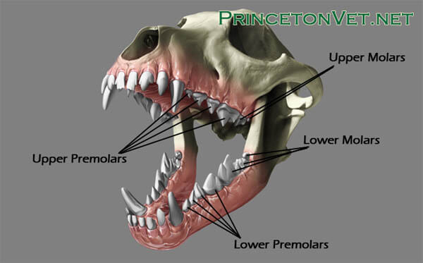 DOG AND PUPPY TEETH, THE TOOTH OF DOG & PUPPY