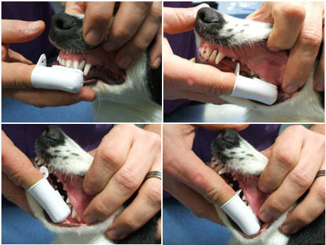 DOG AND PUPPY TEETH TOOTH CLEAN/BRUSH, DOG TOOTHPASTE