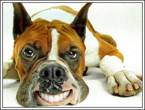 DOG AND PUPPY TEETH TYPES, THE TYPES OF TOOTH OF DOG & PUPPY