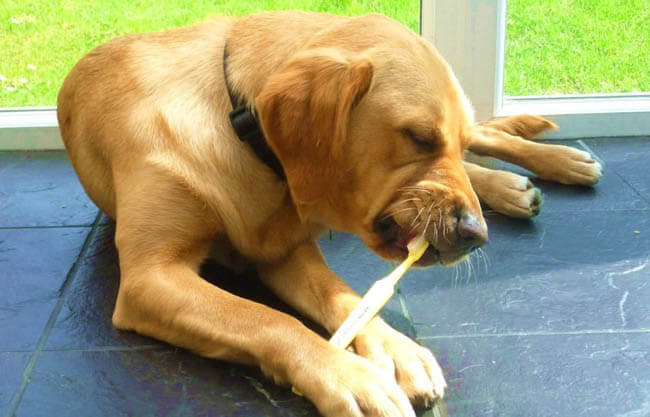 DOG TEETH CLEANING GUINNESS RECORD ATTEMPT