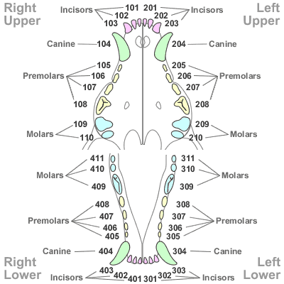 DOG AND PUPPY TEETH vs HUMAN TEETH, DOG CHEWING, DOG JAW