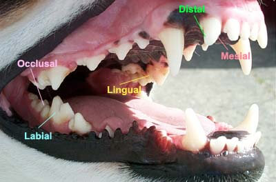 DOG AND PUPPY TEETH vs HUMAN TEETH, DOG CHEWING, DOG JAW