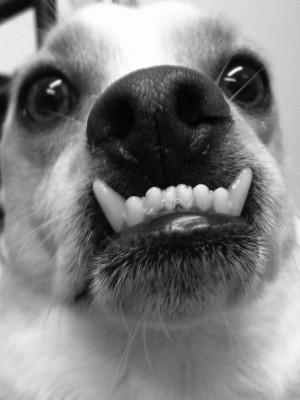 OLD DOG CANINE TEETH TRAUMA