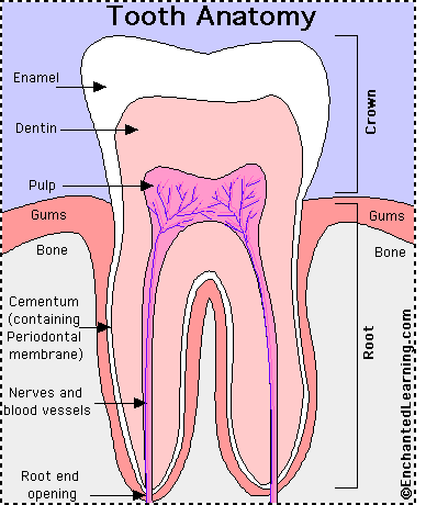 DOG TEETH