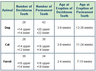 OLD DOG CANINE TEETH LOSE