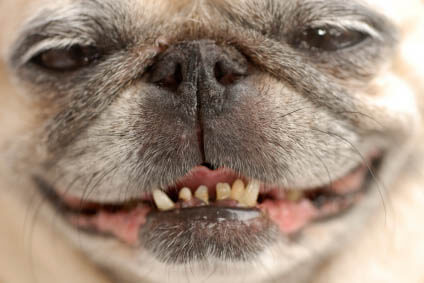 OLD DOG CANINE TEETH LOSE