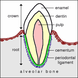 DOG TEETH & JAWS