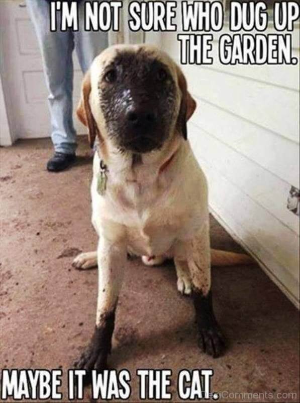 DOG MEMES. BEST, FUNNY and TRENDING DOG MEMES