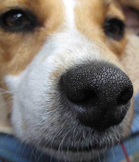 Dog's Nose and Smell, Dog Sniff