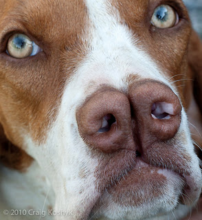 dog puppy smell sniff and odour