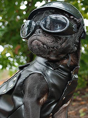 Dog Glasses, Doggles