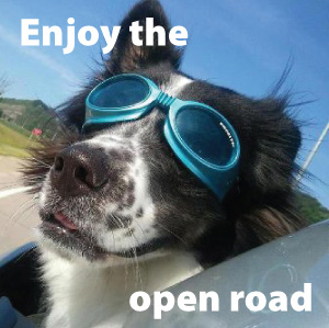 SunGlasses For Dogs