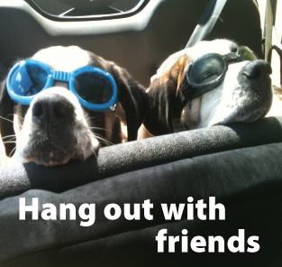 SunGlasses For Dogs