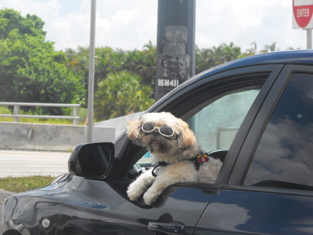 SunGlasses For Dogs