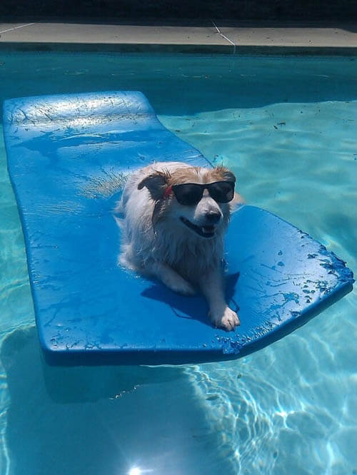 SunGlasses For Dogs