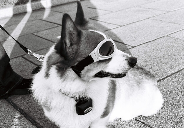 SunGlasses For Dogs