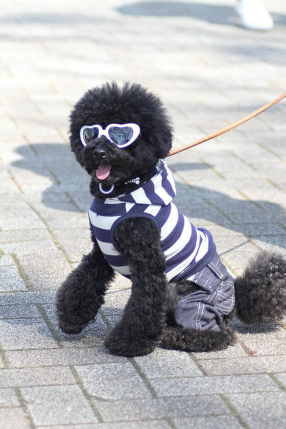 SunGlasses For Dogs