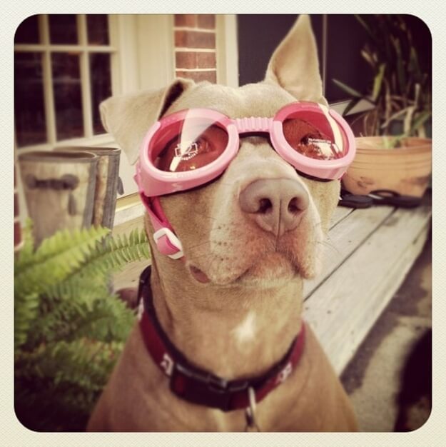 SunGlasses For Dogs