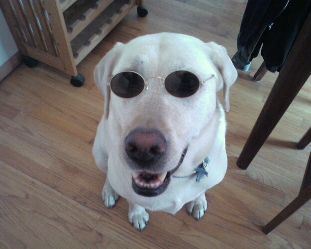 SunGlasses For Dogs