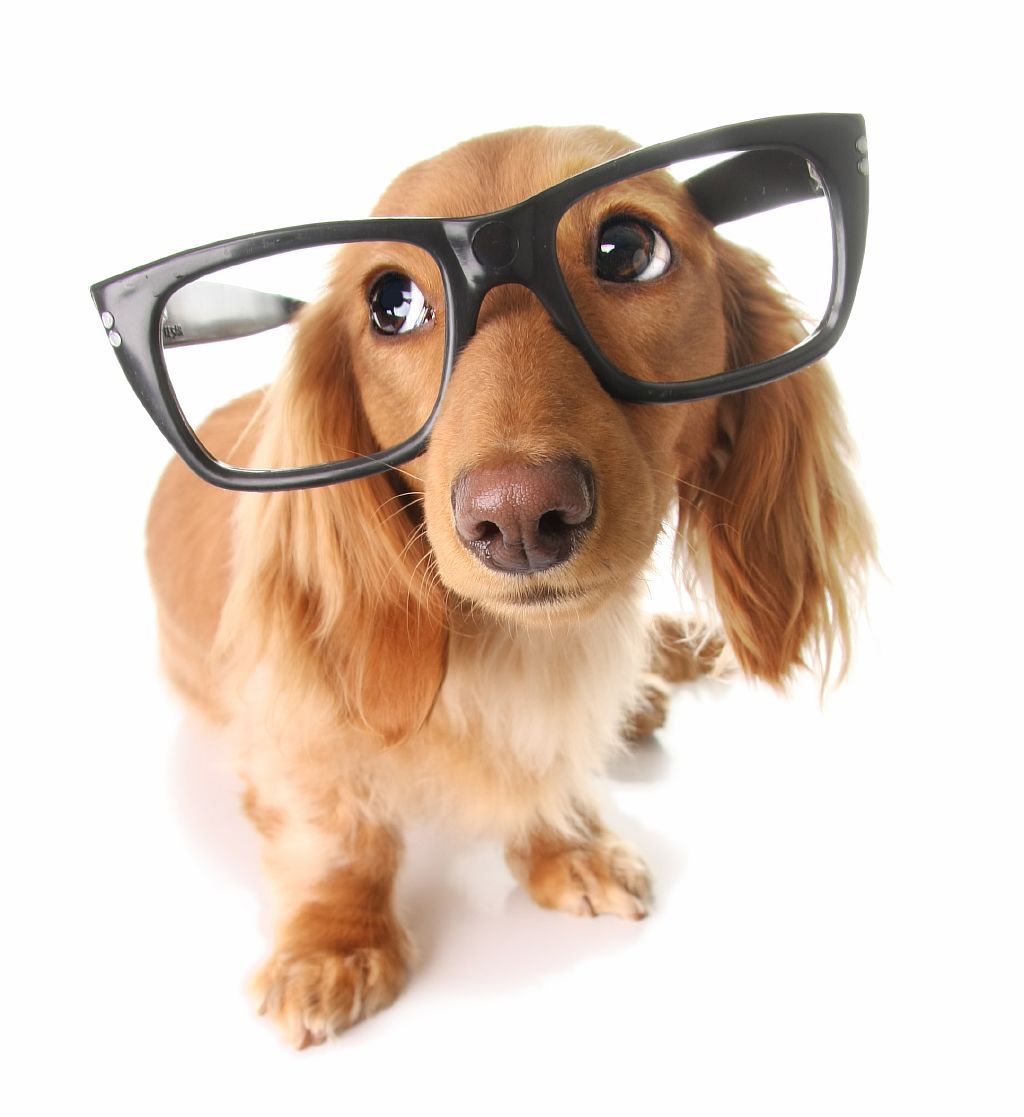 SunGlasses For Dogs