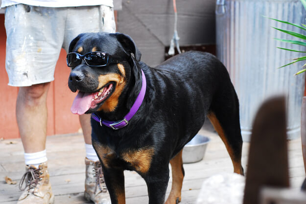 SunGlasses For Dogs