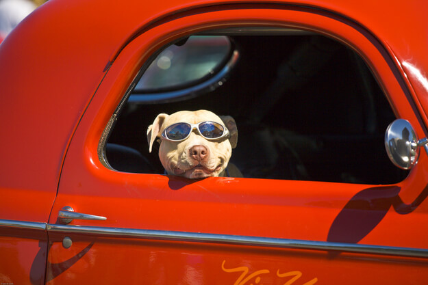 SunGlasses For Dogs