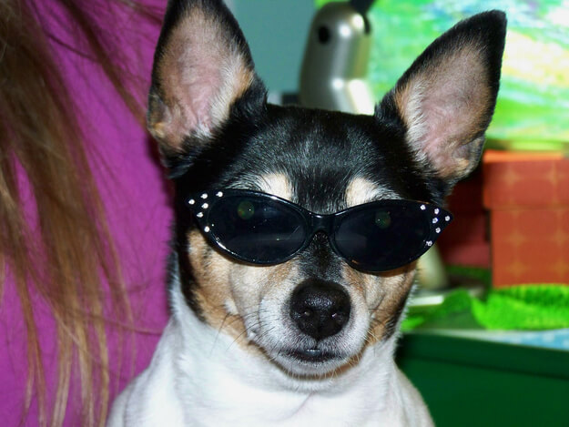 SunGlasses For Dogs