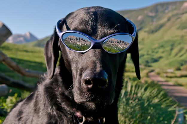 SunGlasses For Dogs
