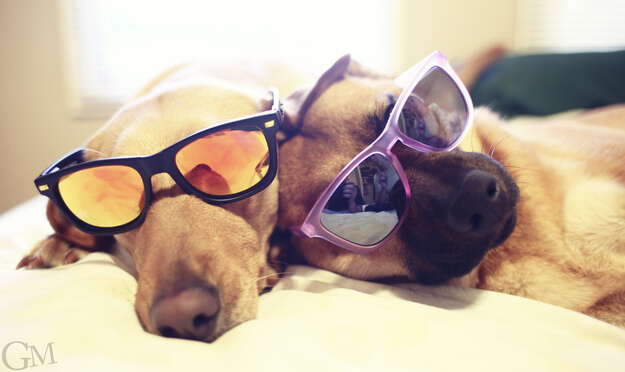 SunGlasses For Dogs