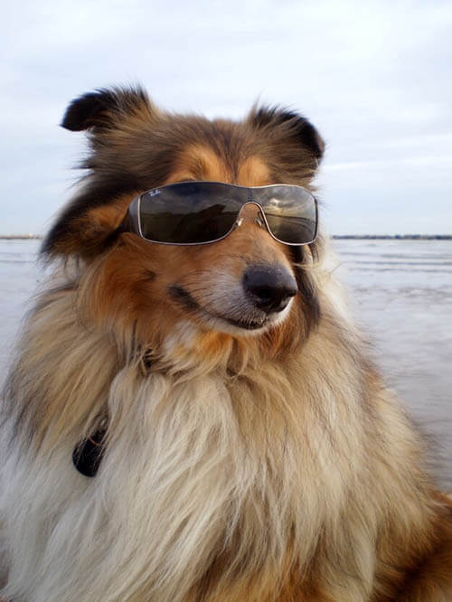 SunGlasses For Dogs