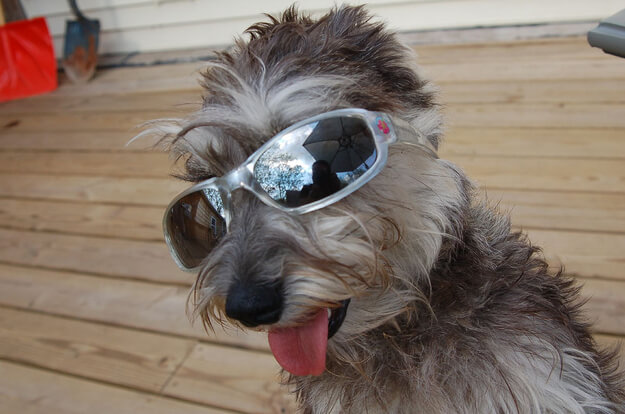 SunGlasses For Dogs