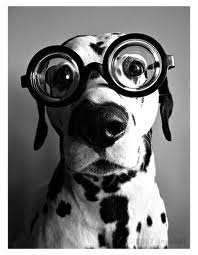 SunGlasses For Dogs