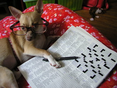 SunGlasses For Dogs