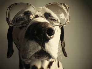 SunGlasses For Dogs