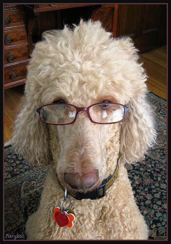 SunGlasses For Dogs