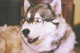 SunGlasses For Dogs