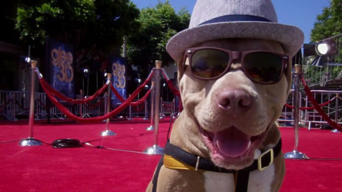 SunGlasses For Dogs