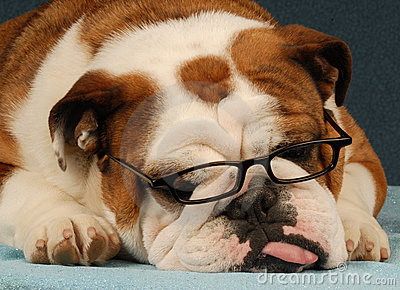 SunGlasses For Dogs