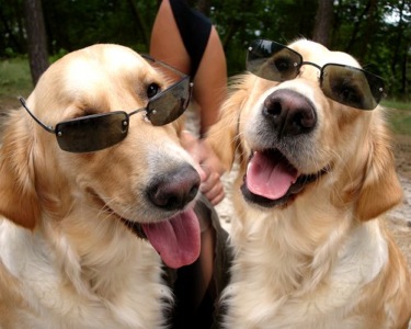 SunGlasses For Dogs
