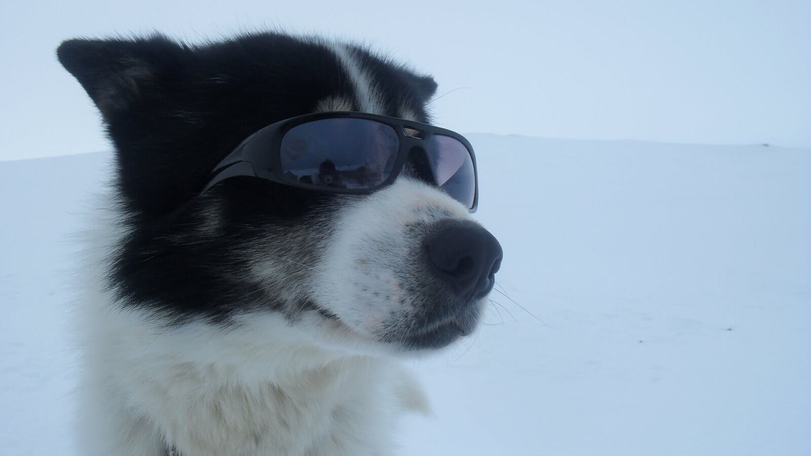 SunGlasses For Dogs